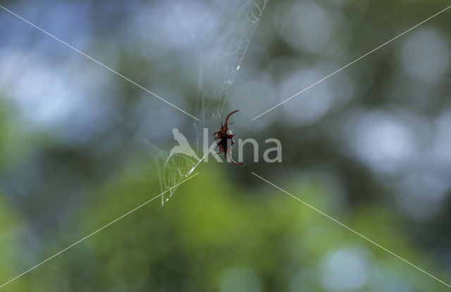 Spin (Gasteracantha versicolor)