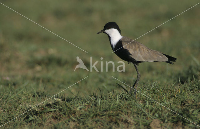 Sporenkievit (Vanellus spinosus)