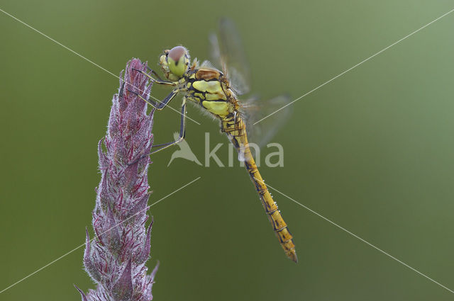 Steenrode heidelibel (Sympetrum vulgatum)