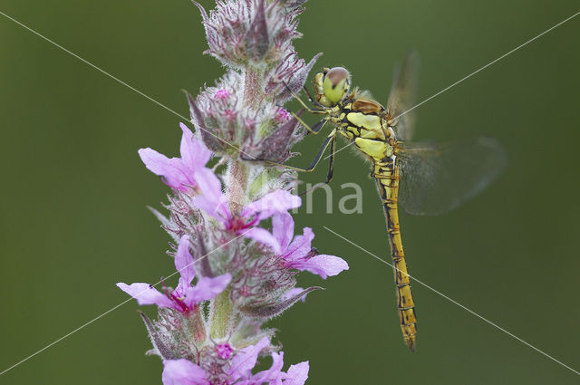 Steenrode heidelibel (Sympetrum vulgatum)