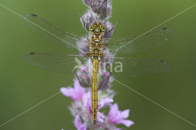 Steenrode heidelibel (Sympetrum vulgatum)