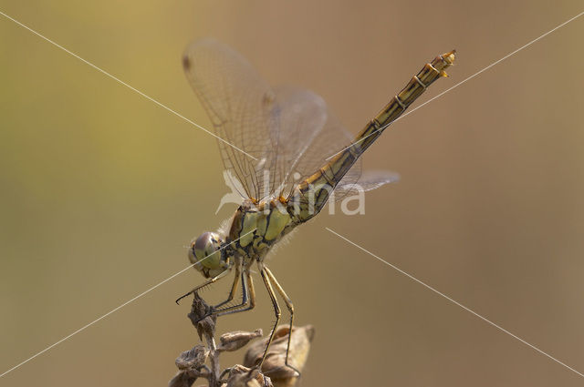 Steenrode heidelibel (Sympetrum vulgatum)