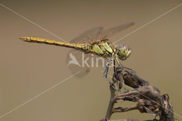 Steenrode heidelibel (Sympetrum vulgatum)