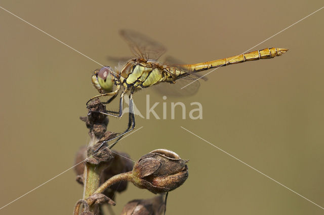 Steenrode heidelibel (Sympetrum vulgatum)