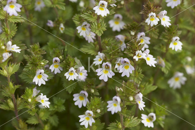 Stijve ogentroost (Euphrasia stricta)