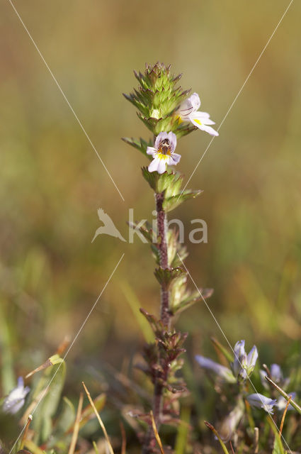 Stijve ogentroost (Euphrasia stricta)