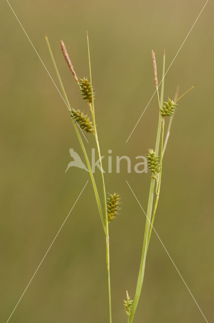 Stippelzegge (Carex punctata)