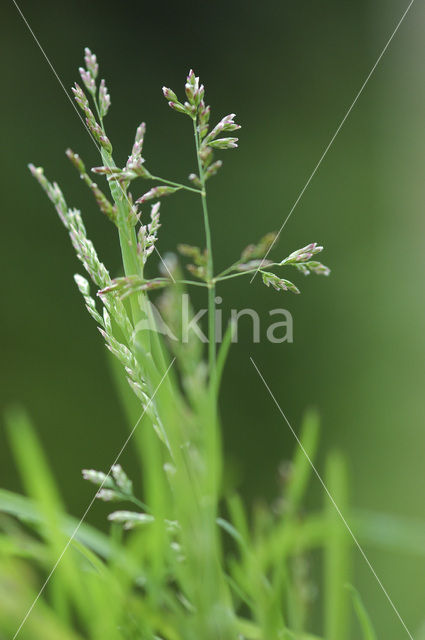 Straatgras (Poa annua)