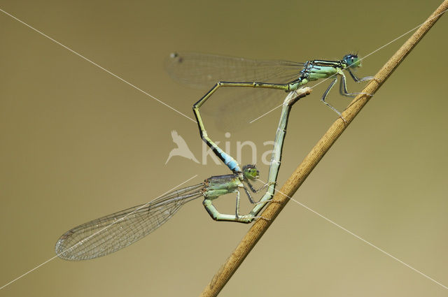 Tengere grasjuffer (Ischnura pumilio)