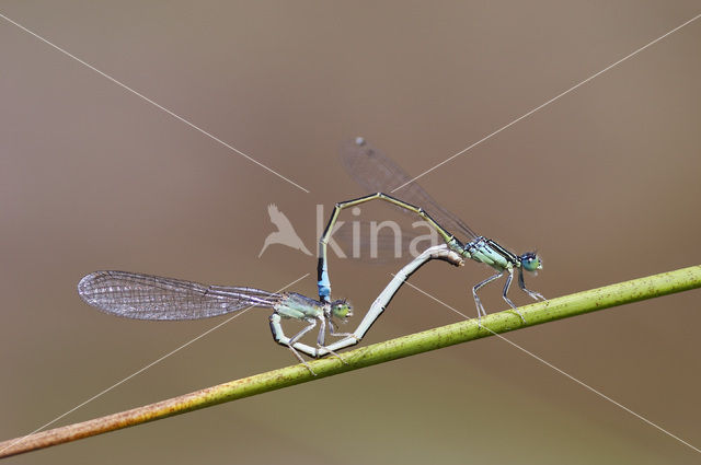 Tengere grasjuffer (Ischnura pumilio)