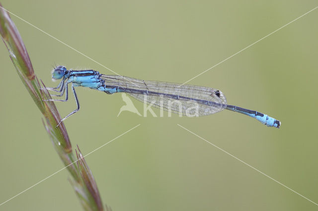 Tengere grasjuffer (Ischnura pumilio)