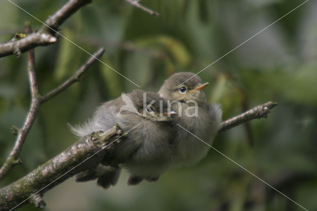 Tjiftjaf (Phylloscopus collybita)