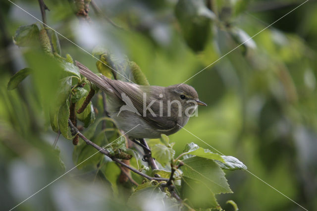 Tjiftjaf (Phylloscopus collybita)