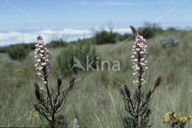 Toothed Hebenstretia (Hebenstretia dentata)