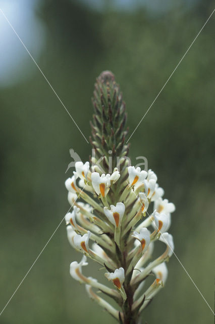 Toothed Hebenstretia (Hebenstretia dentata)