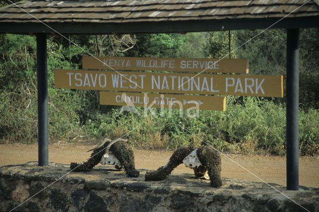 Tsavo West National Park