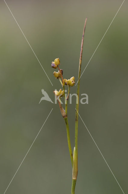 Veenbloembies (Scheuchzeria palustris)