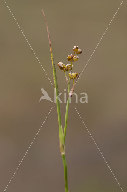 Veenbloembies (Scheuchzeria palustris)