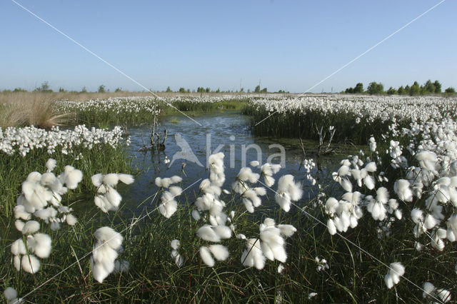 Veenpluis (Eriophorum angustifolium)