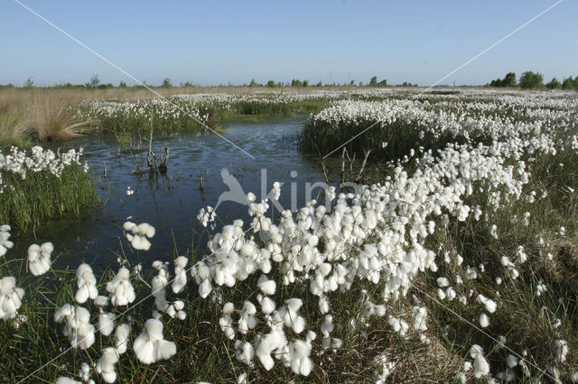 Veenpluis (Eriophorum angustifolium)