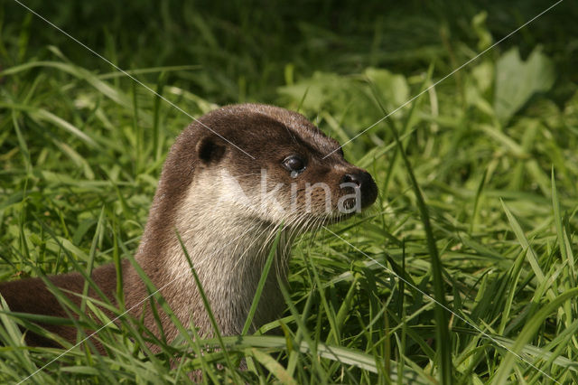 Visotter