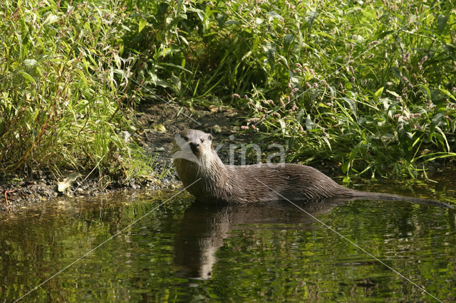 Visotter