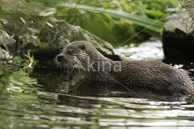 Visotter