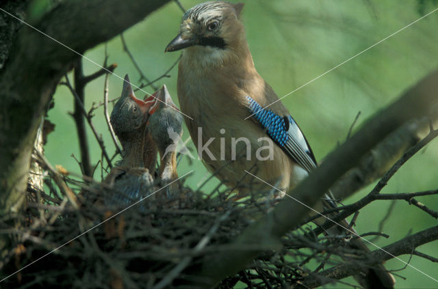 Vlaamse Gaai (Garrulus glandarius)