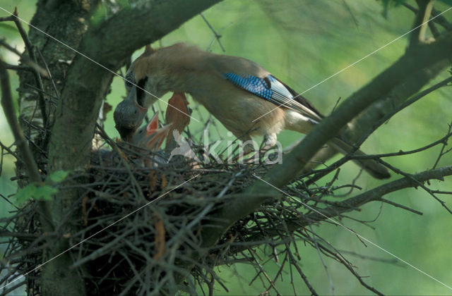 Vlaamse Gaai (Garrulus glandarius)