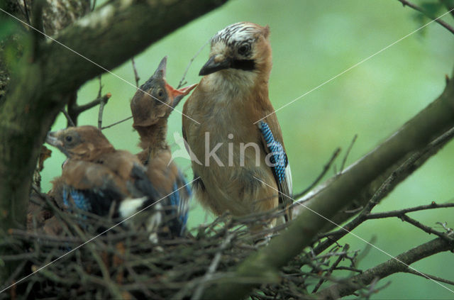 Vlaamse Gaai (Garrulus glandarius)