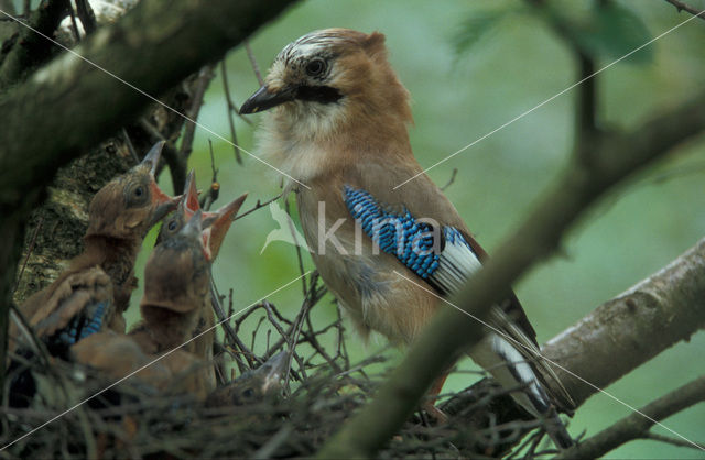 Vlaamse Gaai (Garrulus glandarius)