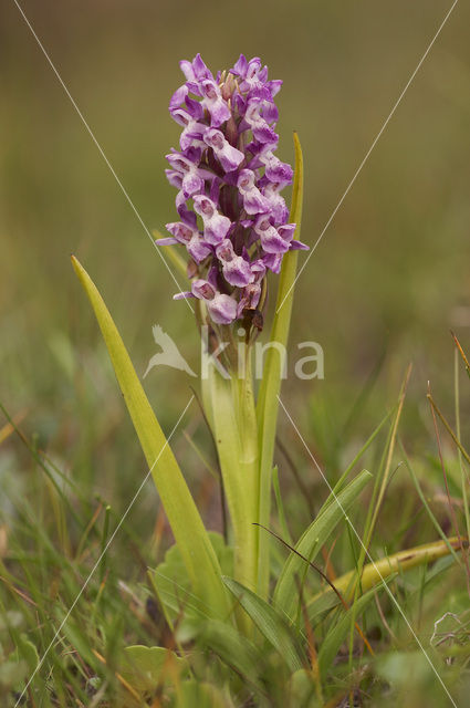 Vleeskleurige orchis (Dactylorhiza incarnata)