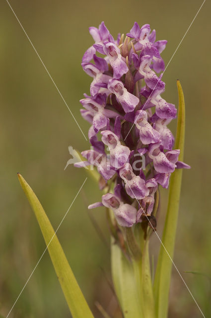 Vleeskleurige orchis (Dactylorhiza incarnata)