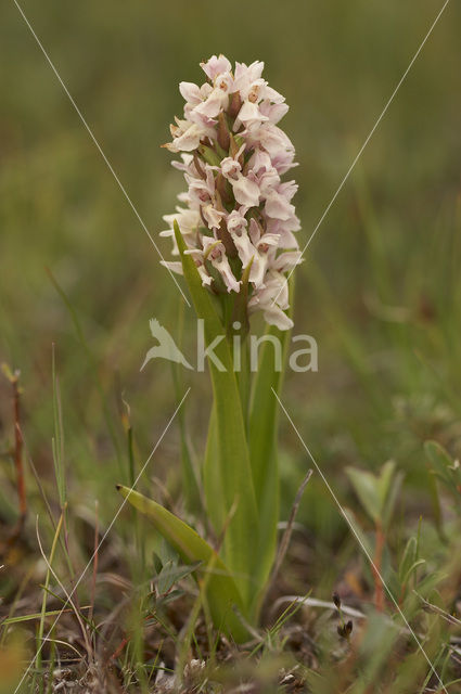 Vleeskleurige orchis (Dactylorhiza incarnata)