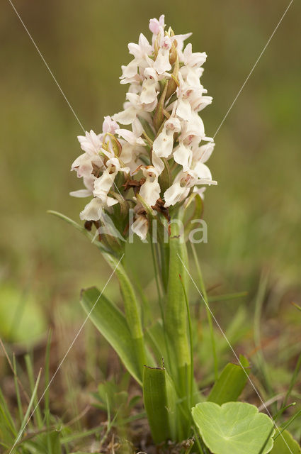 Vleeskleurige orchis (Dactylorhiza incarnata)