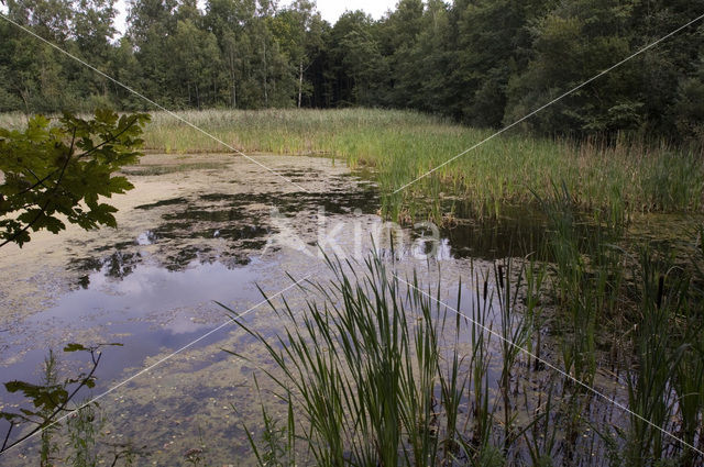 Voorsterbos