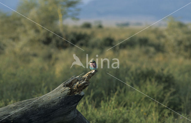 Lilac-breasted Roller (Coracias caudatus)