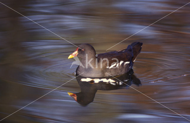 Waterhoen (Gallinula chloropus)