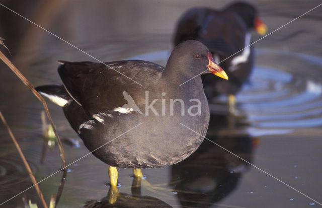 Waterhoen (Gallinula chloropus)