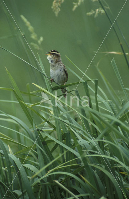 Waterrietzanger (Acrocephalus paludicola)