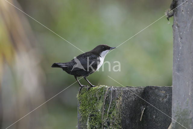 Waterspreeuw (Cinclus cinclus)