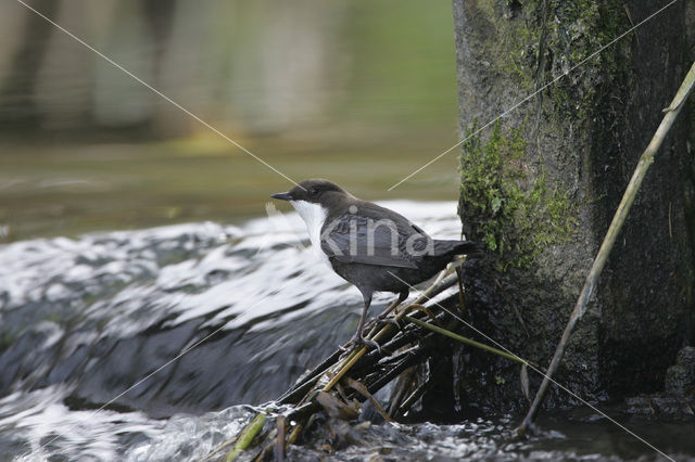 Waterspreeuw (Cinclus cinclus)