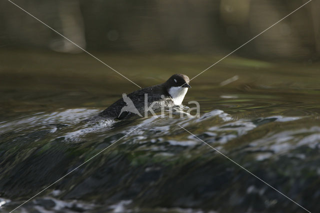 Waterspreeuw (Cinclus cinclus)