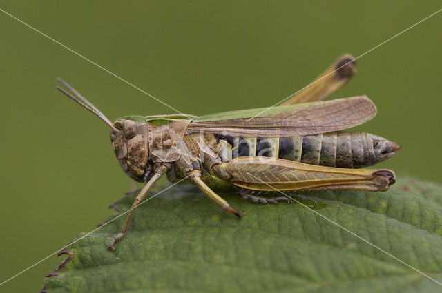 Wekkertje (Omocestus viridulus)