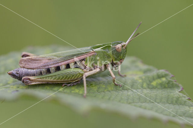 Wekkertje (Omocestus viridulus)