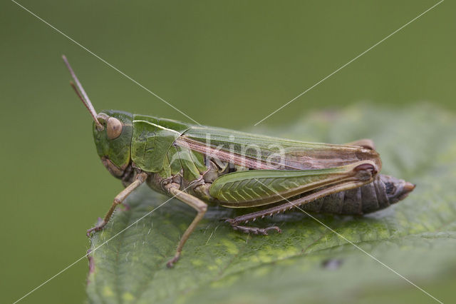 Wekkertje (Omocestus viridulus)