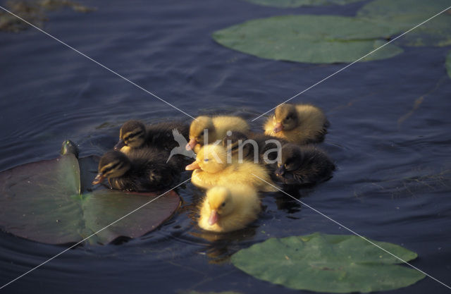 Wilde Eend (Anas platyrhynchos)