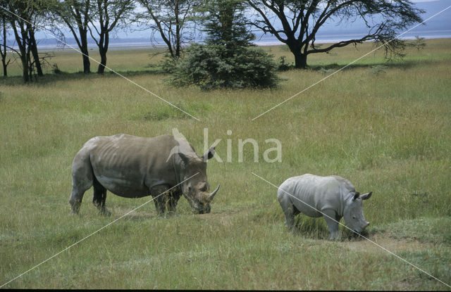 Witte neushoorn