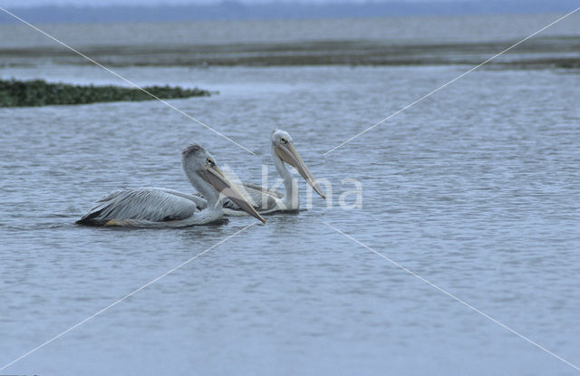 Roze Pelikaan (Pelecanus onocrotalus)