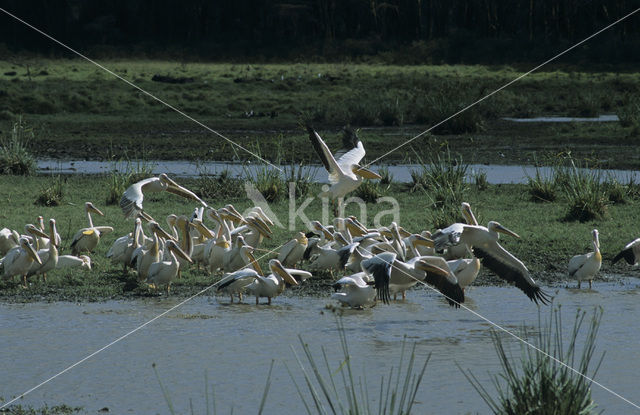 Roze Pelikaan (Pelecanus onocrotalus)